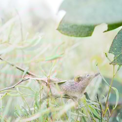 Honey Possum. Photo Kieran MacFarlane.