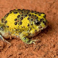 Holy Cross Frog. Photo George Madani.