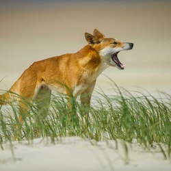 Dingo.