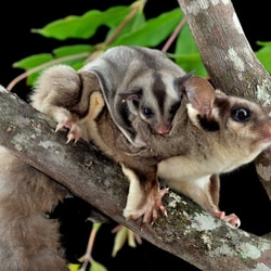 Sugar Gliders. Photo Steve Parish.