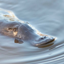 Platypus.