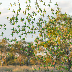 Flock of budgerigars at Ethabuka Reserve.