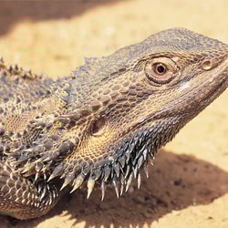 Bearded Dragon.