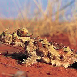Thorny Devil. Photo Wayne Lawler / Ecopix.