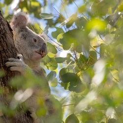 Koala in tree.