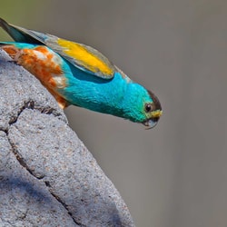 Golden Shouldered Parrot.