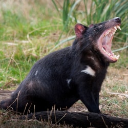Tasmanian Devil.