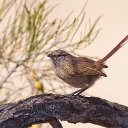 Western Grasswren. Photo Ben Parkhurst.