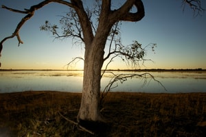 A lone gum tree stands by a huge wetland at sunset on Naree Station Reserve.