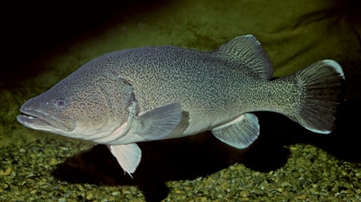 Murray Cod. By Rudie Kuiter.