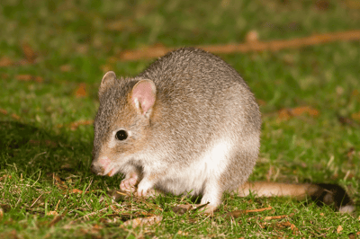 Bettong