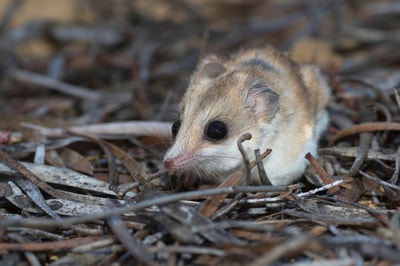 Hairy-footed Dunnart. Photo Ben Parkhurst.