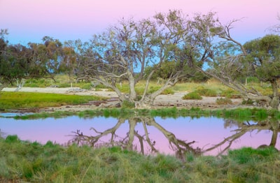 Sunset reflected in artesian spring on Edgbaston Reserve.