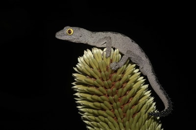 Soft Spiny-tailed Gecko.