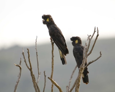 Yellow-tailed Black Cockatoos at Scottsdale Reserve.