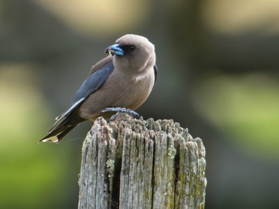 Dusky Swallow perched on a fence post.
