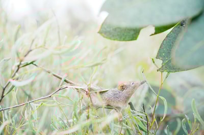 Honey Possum. Photo Kieran MacFarlane.