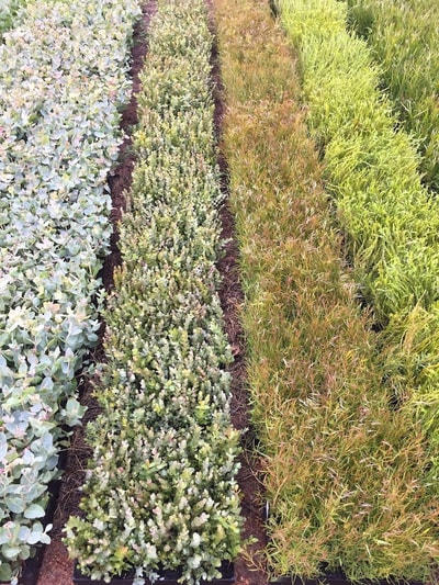 Dozens of trays of different seedlings sit on the red earth of Eurardy Reserve.