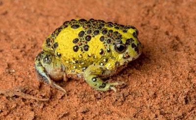 Holy Cross Frog. Photo George Madani.