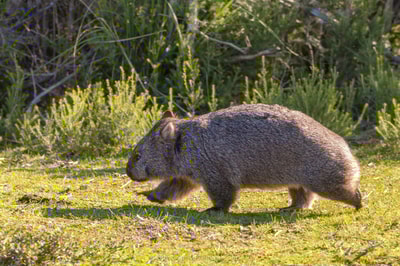 Running wombat. Photo Steve Parish.