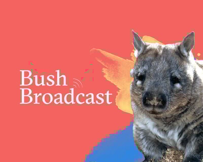 Banner Bush Broadcast Winter 2025