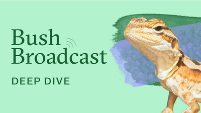 Bush Broadcast Deep Dive