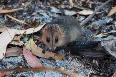 Red-cheeked Dunnart. Photo Annette Ruzicka.