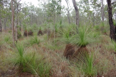 Grass trees on Yourka Reserve. Photo Leanne Hales.