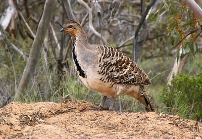 Malleefowl.
