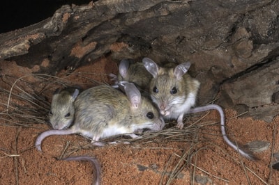 Spinifex Hopping Mice.