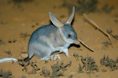 Bilby.