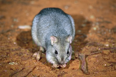 Bettong.