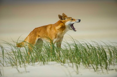 Dingo.