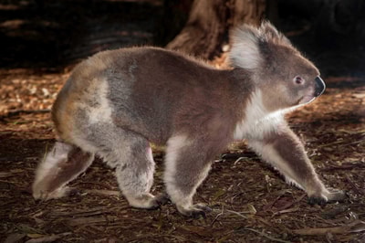 A Koala walking on all fours on the ground.
