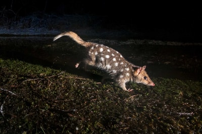 Eastern Quoll.