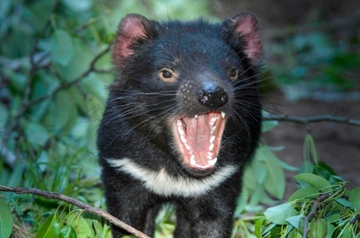 Tasmanian Devil calling.