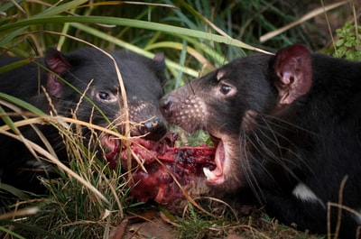 Two Tasmanian Devils eating meat.
