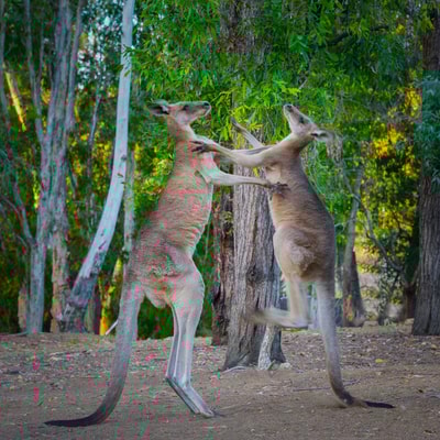 Two kangaroos boxing (fighting).