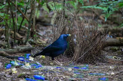 Satin Bowerbird.