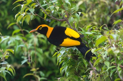 Regent Bowerbird.