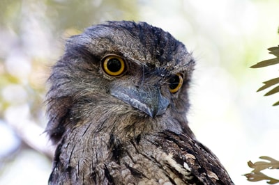 Tawny Frogmouth.