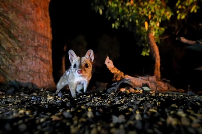 Western Quoll. Photo Georgina Steytler.