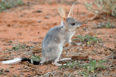 Juvenile Bilby.