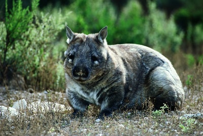Southern Hairy Nosed Wombat.
