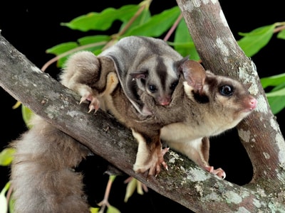 Sugar Gliders.