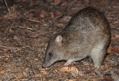 Northern Brown Bandicoot.