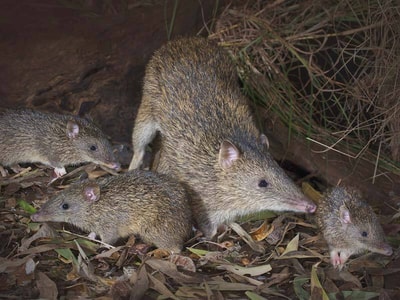 A bandicoot with its young.