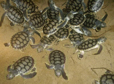 Flatback Turtle hatchlings dig out of the nest together at night. Photo Mackay Region Natural Environment (FlickR).