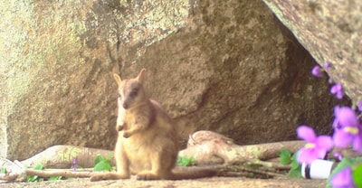 Young Mareeba Rock Wallaby.