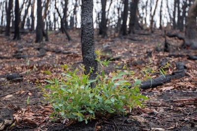 Epicormic growth after bushfire.